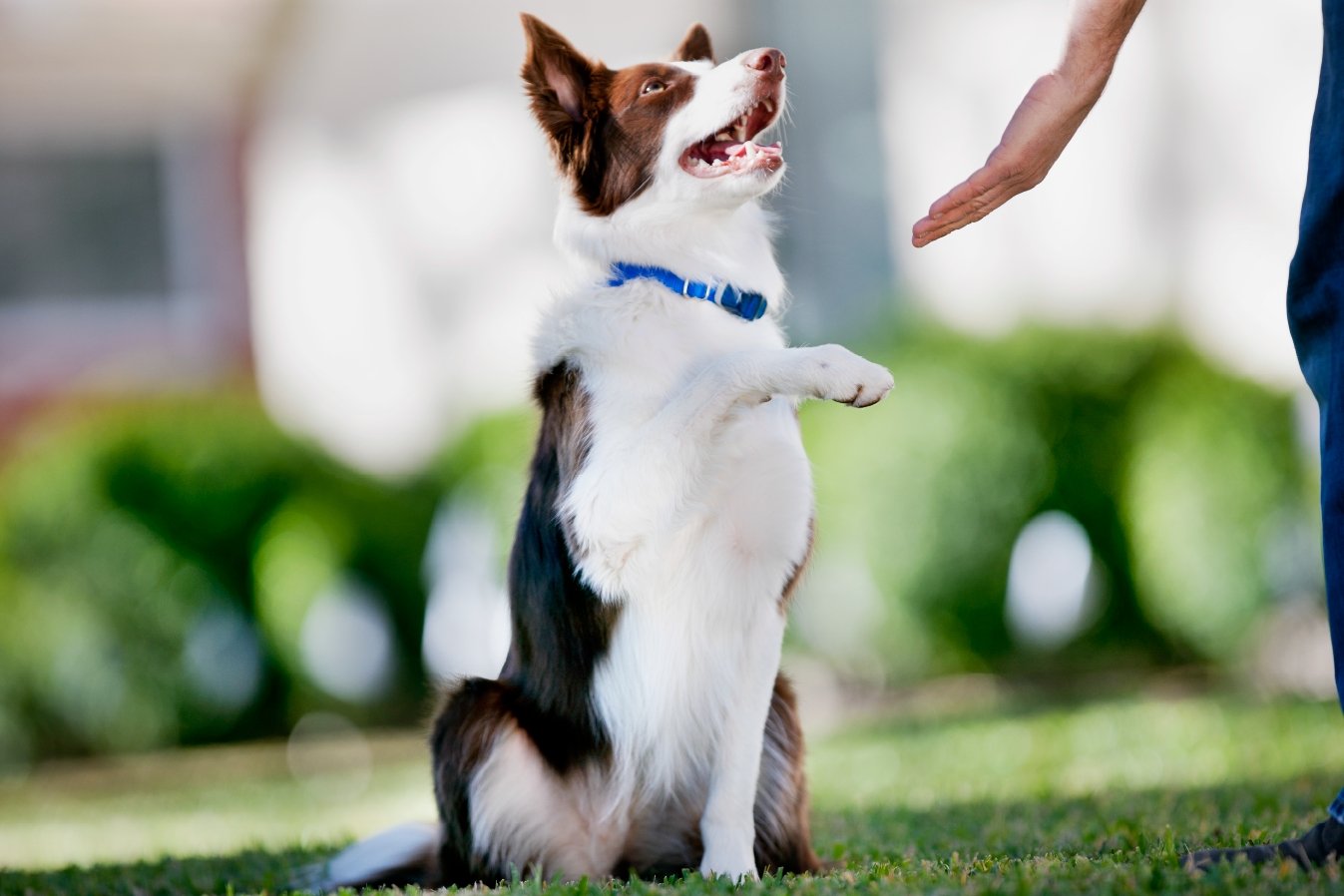 everything-you-need-to-know-about-training-your-pet-on-an-invisible